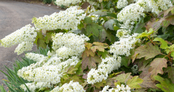 ‘Snow Queen’ ‘Snow Queen’