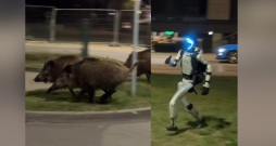 Robots Edvards Varhockis vajā mežacūkas Varšavā.