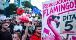 Sārtais flamings kļuvis par Albāniju pārņēmušo protestu simbolu. Sārtais flamings kļuvis par Albāniju pārņēmušo protestu simbolu.