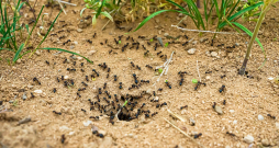 Skudru mājvietu var atpazīt pēc smalkās, drupanās augsnes ap augsnē izveidotiem caurumiem un to tuvumā rāpojošām skudrām.