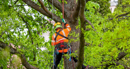 Kokus novērtē, kopj un to bīstamību nosaka sertificēti kokkopji jeb arboristi.