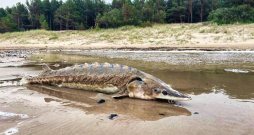 Garumā store var sasniegt pat sešus metrus, svarā 415 kilogramus. Pie Miķeļbākas izskalotā zivs nav tik milzīga, taču tāpat izskatās iespaidīgi.