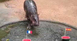 Pundurnīlzirgu meitene Mū Denga zoodārzā Čonburi, Taizemē.