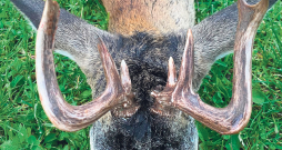 Stirnāža ragiem ir ļoti neparasta forma.