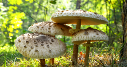Lielā dižsardzene (Macrolepiota procera) aug no jūlija līdz oktobrim saulainās vietās – mežmalās un cirsmās.