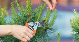 Egles apgriež ziemas beigās, bet priedēm piemērotākais laiks – vasara. Egles apgriež ziemas beigās, bet priedēm piemērotākais laiks – vasara.