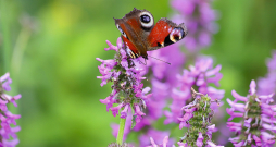 Ārstniecības sārmene (Stachys officinalis). Ārstniecības sārmene (Stachys officinalis).