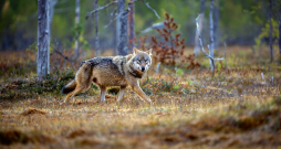 Vilks.