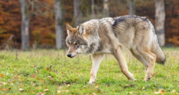 Vilks.
