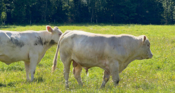 Trīs mēnešus veco bulli Vigro vasaras sākumā bioloģiskā saimniecība "Kalnarāji" nosolīja par rekordaugstu cenu – 8600 eiro. Nu pusgadu vecais skaistulis savas dienas vada Kurzemes pļavās. Trīs mēnešus veco bulli Vigro vasaras sākumā bioloģiskā saimniecība "Kalnarāji" nosolīja par rekordaugstu cenu – 8600 eiro. Nu pusgadu vecais skaistulis savas dienas vada Kurzemes pļavās.