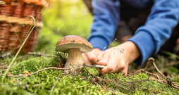 Sēņotāja atradums!