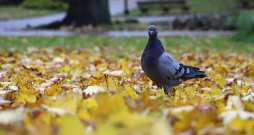 Rudens. Ilustratīvs attēls. Rudens. Ilustratīvs attēls.