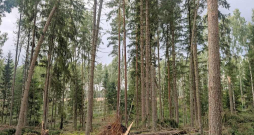 Bojātās koksnes apjoms novērtēts vizuāli, un tas var mainīties, turpinot izvākt bojāto koksni no meža.