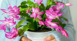 Strupā šlumbergera.