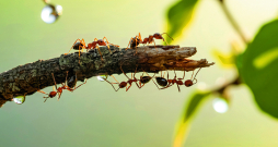 Parastās sarkanās skudras (Myrmica rubra) galvenokārt ir sarkanā krāsā, ar nedaudz tumšāku pigmentāciju uz galvas. Šīs skudras dzīvo zem akmeņiem un kritušiem kokiem, kā arī augsnē. Tās ir agresīvas, bieži uzbrūk, un tām ir dzelonis, lai gan tām nav spējas izsmidzināt skudrskābi. 