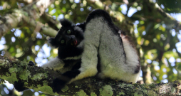 Indri ir pasaulē lielākais un vienīgais dziedošais lemurs.