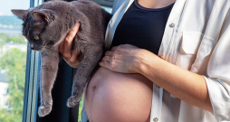 Toxoplasma gondii ir ļoti bīstams grūtniecēm, jo spēj izraisīt augļa attīstības traucējumus.