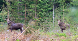 Viens no projekta rezultātiem būs kopīga pieeja aļņu apsaimniekošanai Latvijas un Igaunijas pārrobežu reģionā.