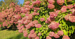 Hortenzijas.