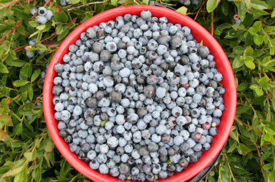 Krūmellenes.