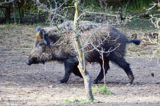 Mežacūkas.