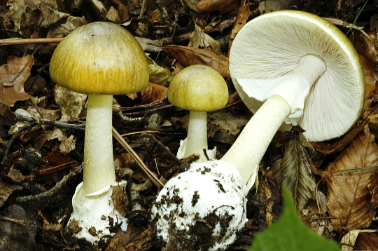 Zaļā mušmire.
