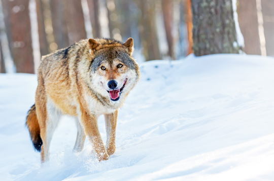 Vilks.