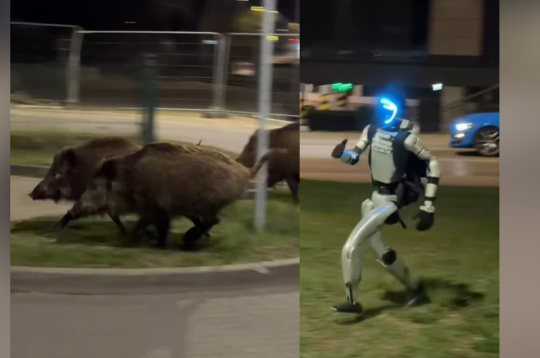 Robots Edvards Varhockis vajā mežacūkas Varšavā.
