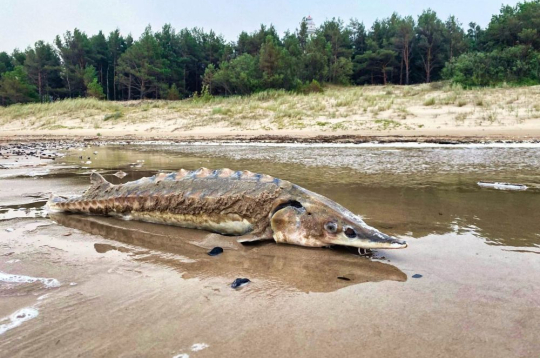 Garumā store var sasniegt pat sešus metrus, svarā 415 kilogramus. Pie Miķeļbākas izskalotā zivs nav tik milzīga, taču tāpat izskatās iespaidīgi.