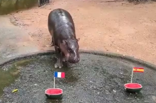 Pundurnīlzirgu meitene Mū Denga zoodārzā Čonburi, Taizemē.