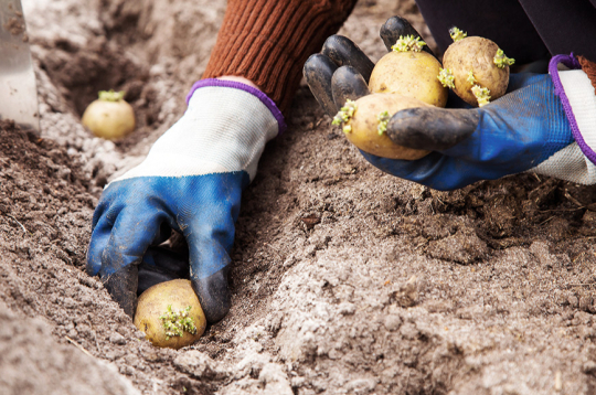 Lauku darbi. Ilustratīvs attēls.