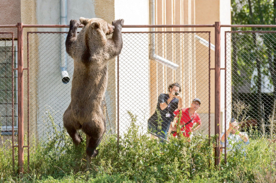 Rumānijā lācis mēģina pārrāpties pār žogu, lai iekļūtu kādas skolas teritorijā. Šajā valstī lāči arvien biežāk parādās apdzīvoto vietu tuvumā, jo dabiskā vidē tiem trūkst barības. 