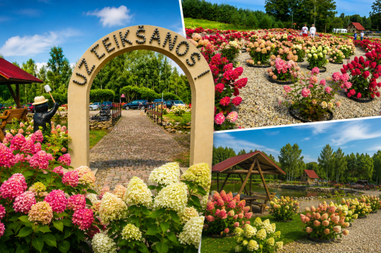 Šobrīd pilnos ziedos ir Neretas uzņēmēja Jura Budra ģimenes sapņu hortenziju dārzs. Šobrīd pilnos ziedos ir Neretas uzņēmēja Jura Budra ģimenes sapņu hortenziju dārzs.