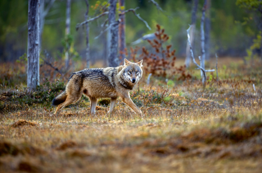 Vilks.