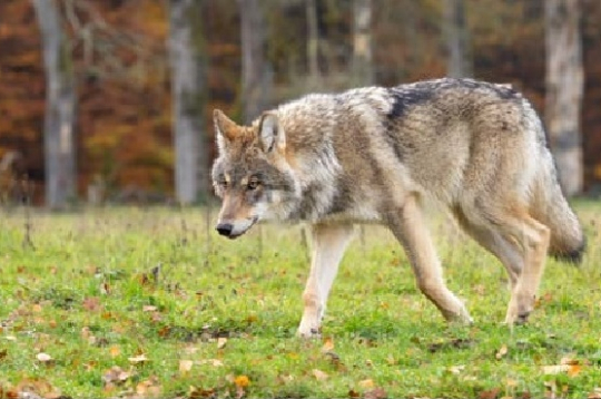 Vilks. Vilks.