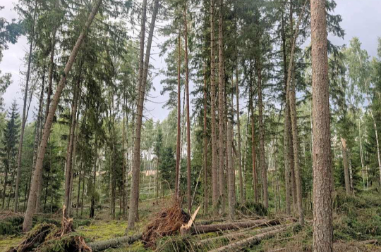 Bojātās koksnes apjoms novērtēts vizuāli, un tas var mainīties, turpinot izvākt bojāto koksni no meža.