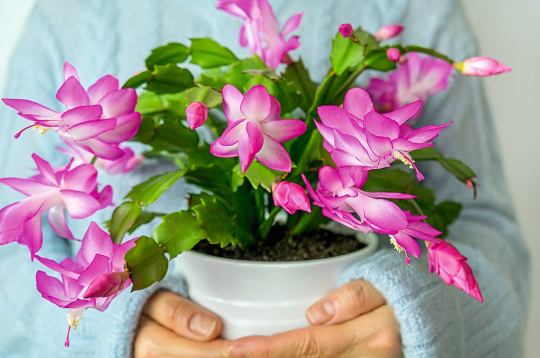 Strupā šlumbergera. Strupā šlumbergera.