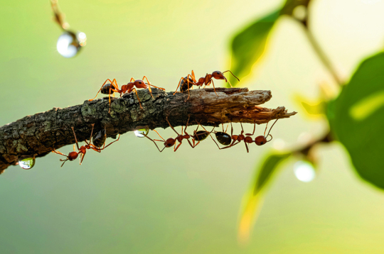 Parastās sarkanās skudras (Myrmica rubra) galvenokārt ir sarkanā krāsā, ar nedaudz tumšāku pigmentāciju uz galvas. Šīs skudras dzīvo zem akmeņiem un kritušiem kokiem, kā arī augsnē. Tās ir agresīvas, bieži uzbrūk, un tām ir dzelonis, lai gan tām nav spējas izsmidzināt skudrskābi. 