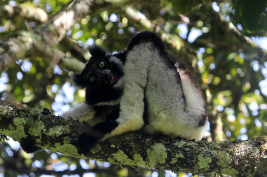 Indri ir pasaulē lielākais un vienīgais dziedošais lemurs.