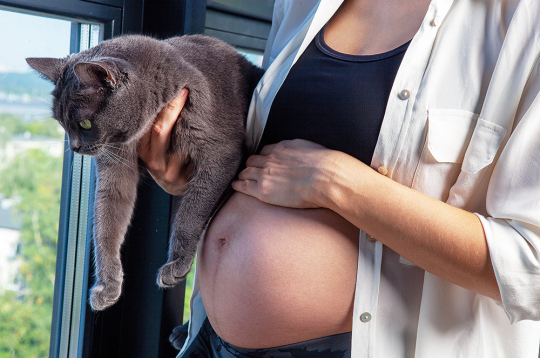 Toxoplasma gondii ir ļoti bīstams grūtniecēm, jo spēj izraisīt augļa attīstības traucējumus. Toxoplasma gondii ir ļoti bīstams grūtniecēm, jo spēj izraisīt augļa attīstības traucējumus.