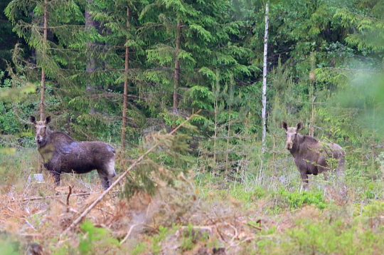 Viens no projekta rezultātiem būs kopīga pieeja aļņu apsaimniekošanai Latvijas un Igaunijas pārrobežu reģionā.
