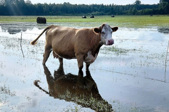Govs Pepija, brizdama pa dziļo ūdeni, diez vai izbauda ganību gardo zāli. Govs Pepija, brizdama pa dziļo ūdeni, diez vai izbauda ganību gardo zāli.