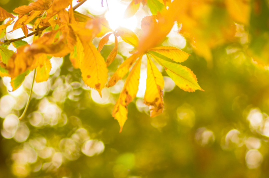Rudens.