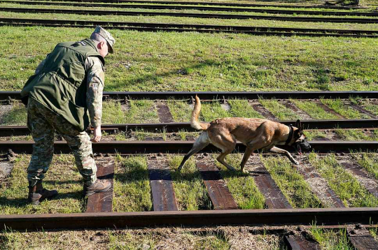Jau 2023. gadā pieņemtajā Nacionālajā militārās mobilitātes plānā atzīti būtiski trūkumi Latvijas dzelzceļa infrastruktūrā. Attēlā: Latvijas militāro dienestu mācības sprāgstvielu meklēšanā. Jau 2023. gadā pieņemtajā Nacionālajā militārās mobilitātes plānā atzīti būtiski trūkumi Latvijas dzelzceļa infrastruktūrā. Attēlā: Latvijas militāro dienestu mācības sprāgstvielu meklēšanā.