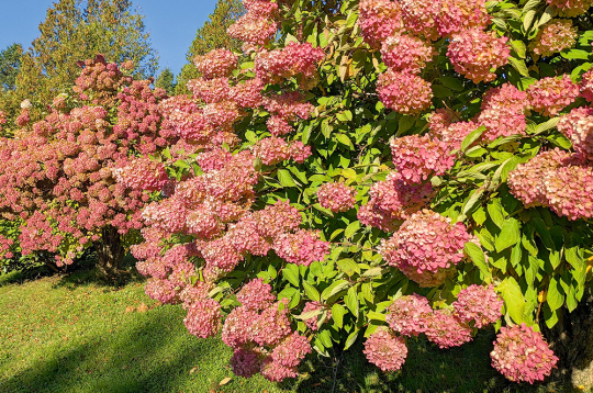 Hortenzijas.