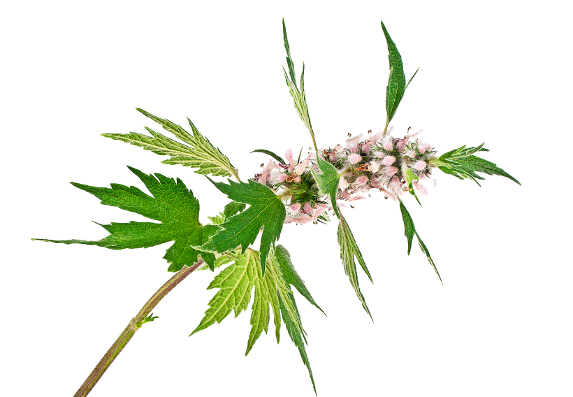 Mātere.