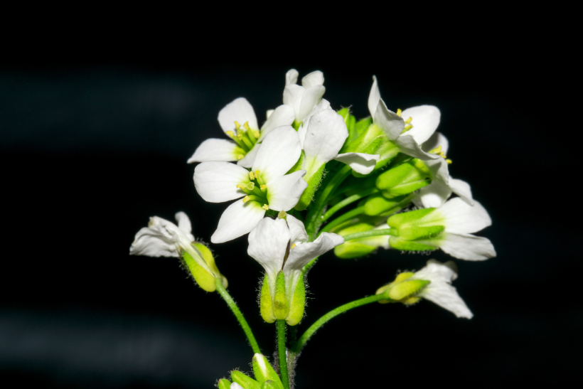 Sīkplikstiņš Arabidopsis thaliana. Sīkplikstiņš Arabidopsis thaliana.
