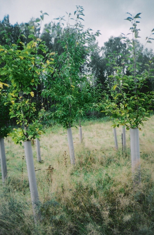 Stumbra aizsardzība ar 'Verlex' caurulēm. Stumbra aizsardzība ar 'Verlex' caurulēm.