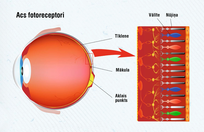 Acs fotoreceptori. Shēmā pa labi – tīklenes šķērsgriezums. Gaismai krītot, tā iziet cauri visām nervu šūnu kārtām un sasniedz gaismjutīgās šūnas (nūjiņas un vālītes).