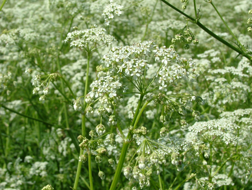 Pļava. Pļava.